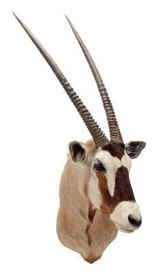 Lot 41 - Taxidermy: Gemsbok Oryx (Oryx gazella), circa...