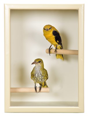 Lot 206 - Taxidermy: A Cased Pair of European Golden...