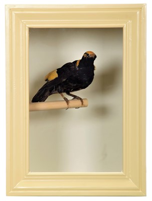 Lot 186 - Taxidermy: A Cased Regent Bowerbird (Sericulus...