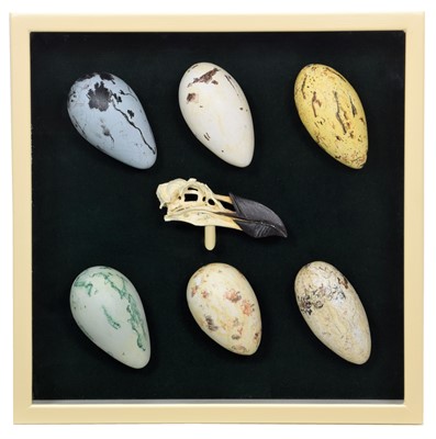 Lot 81 - Natural History: A Collection of Replica Great...