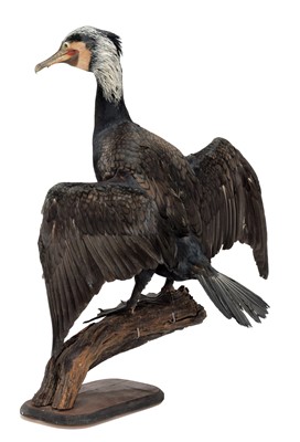 Lot 1235 - Taxidermy: A Great Cormorant (Phalacrocorax...