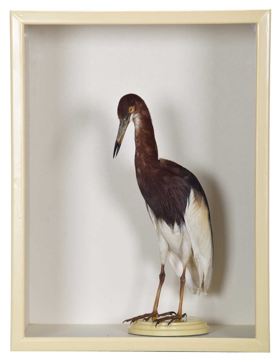 Lot 142 - Taxidermy: A Cased Chinese Pond Heron (Ardeola...