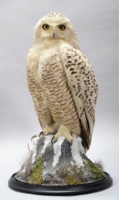 Lot 224 - Taxidermy: Snowy Owl (Nyctea scandiaca), circa...