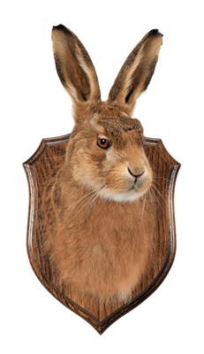 Lot 217 - Taxidermy: A Hare Head Mount (Lepus timidus),...