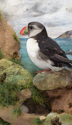Lot 57 - Taxidermy: A Wall Cased Atlantic Puffin...