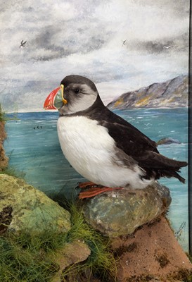 Lot 57 - Taxidermy: A Wall Cased Atlantic Puffin...