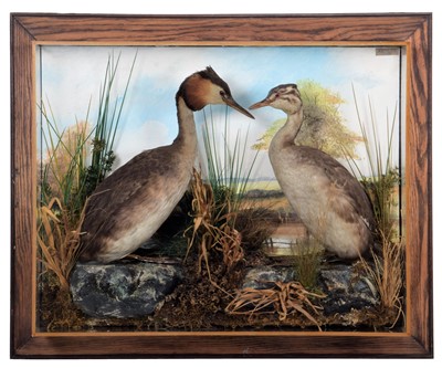 Lot 216 - Taxidermy: A Wall Cased Pair of Great Crested...