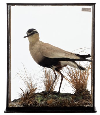 Lot 222 - Taxidermy: A Table Cased Sociable Lapwing...