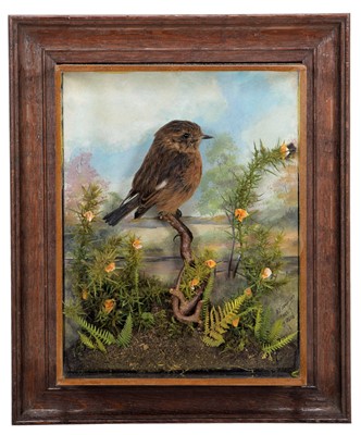 Lot 79 - Taxidermy: A Wall Cased European Stonechat...