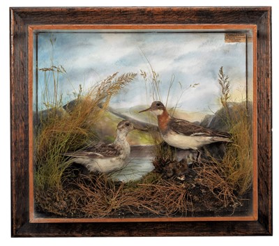 Lot 218 - Taxidermy: A Wall Cased Pair of Red-necked...