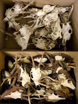 Lot 1333 - Antlers/Horns: European Roebuck Skulls &...