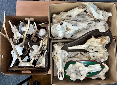 Lot 1343 - Antlers/Horns: European Red Deer Skulls &...