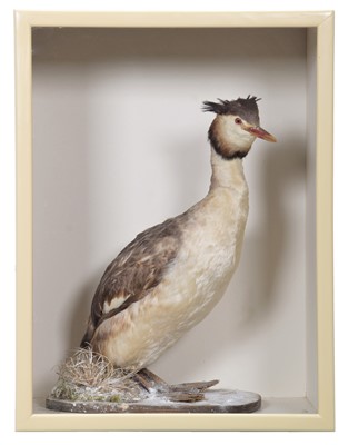 Lot 1246 - Taxidermy: A Cased Great Crested Grebe...