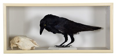 Lot 1107 - Taxidermy: A Cased Common Raven with Sheep...