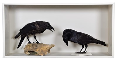 Lot 1108 - Taxidermy: A Cased Pair of Common Ravens with...