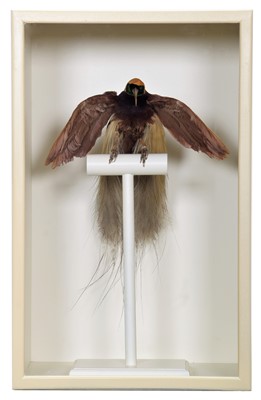 Lot 1088 - Taxidermy: A Late Victorian Cased Greater Bird-...