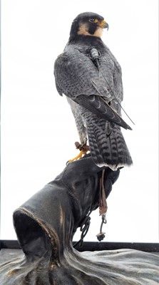 Lot 51 - Taxidermy: A Cased Falconers Peregrine Falcon...