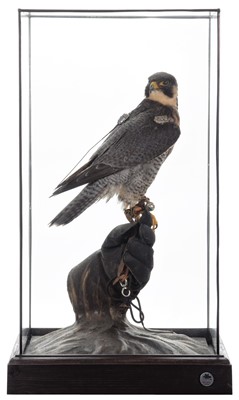 Lot 194 - Taxidermy: A Cased Falconers Peregrine Falcon...