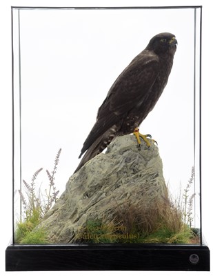 Lot 144 - Taxidermy: A Cased Black Gyr Falcon (Falco...