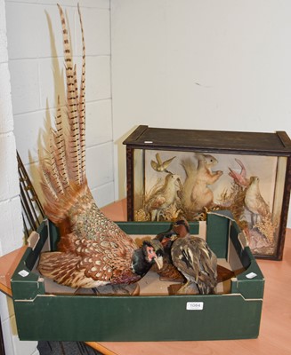 Lot 1084 - A Victorian Cased, Display of European Birds...