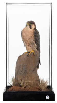 Lot 236 - Taxidermy: A Cased Barbary Falcon (Falco...