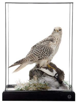 Lot 170 - Taxidermy: A Cased Gyr Falcon (Falco...