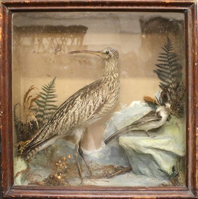 Lot 1095 - Taxidermy: A Late Victorian Cased Whimbrel &...