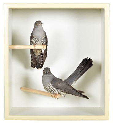 Lot 237 - Taxidermy: A Cased Pair of Common Cuckoo's...