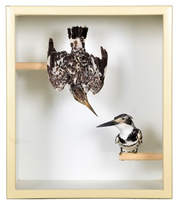 Lot 33 - Taxidermy: Cased Pied Kingfishers (Ceryle...