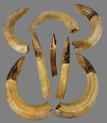 Lot 260 - Tusks: A Group of Common Hippopotamus Tusks...