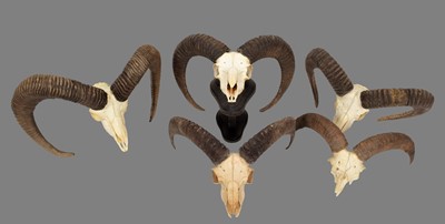 Lot 253 - Antlers/Horns: European Mouflon (Ovis aries...