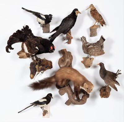 Lot 1090 - Taxidermy: A Group of European Countryside...