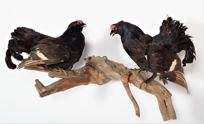 Lot 1218 - Taxidermy: A Pair of Fighting Black Grouse...