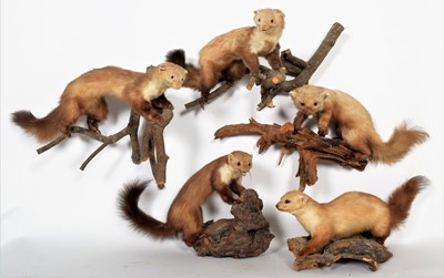 Lot 1088 - Taxidermy: A Group of Five European Pine...