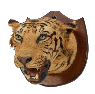 Lot 281 - Taxidermy: Bengal Tiger (Panthera tigris...