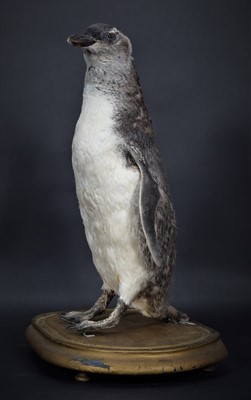 Lot 286 - Taxidermy: A Magellanic Penguin (Spheniscus...