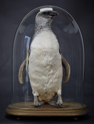 Lot 286 - Taxidermy: A Magellanic Penguin (Spheniscus...