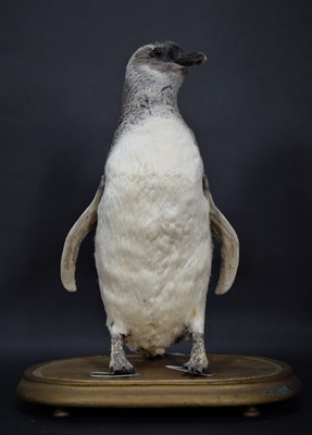 Lot 286 - Taxidermy: A Magellanic Penguin (Spheniscus...