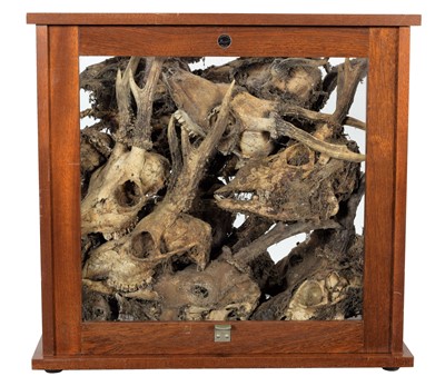 Lot 256 - Natural History: A Cased Display of Mummified...