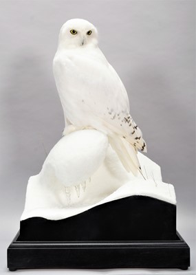 Lot 266 - Taxidermy: A Cased Snowy Owl (Bubo scandiacus),...