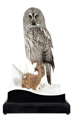 Lot 264 - Taxidermy: A Cased Great Grey Owl (Strix...