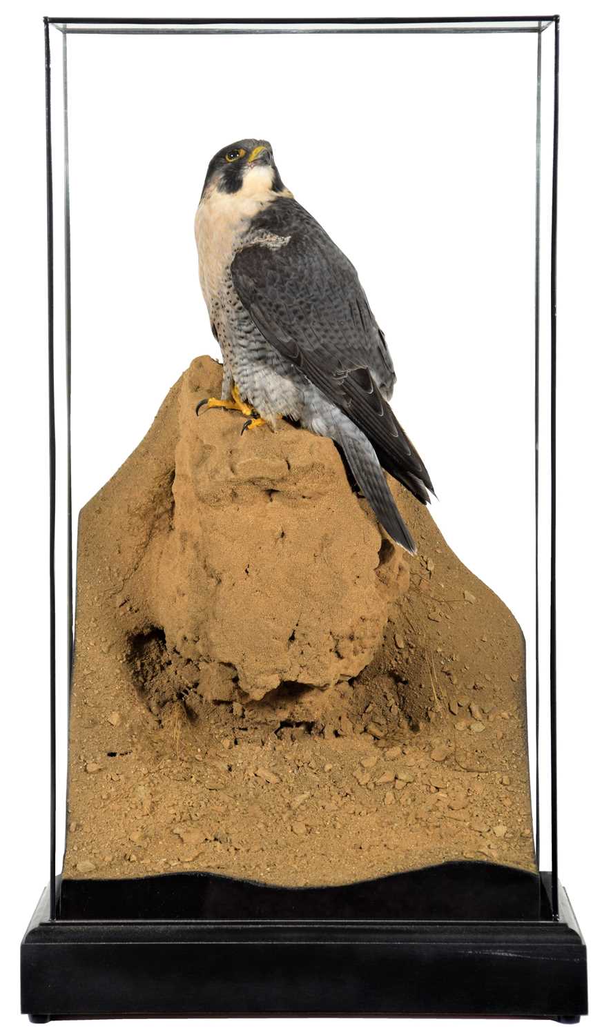 Lot 265 - Taxidermy: A Cased Peregrine Falcon (Falco...