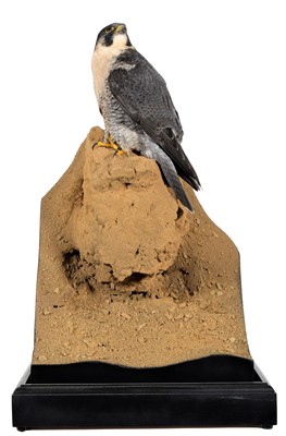 Lot 265 - Taxidermy: A Cased Peregrine Falcon (Falco...