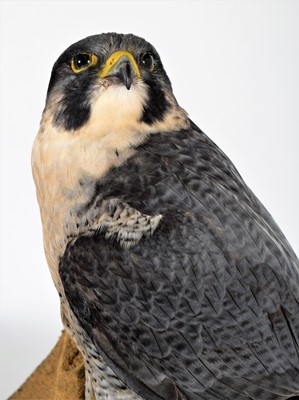 Lot 265 - Taxidermy: A Cased Peregrine Falcon (Falco...