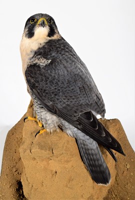 Lot 265 - Taxidermy: A Cased Peregrine Falcon (Falco...