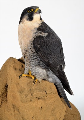 Lot 265 - Taxidermy: A Cased Peregrine Falcon (Falco...