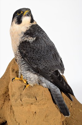 Lot 265 - Taxidermy: A Cased Peregrine Falcon (Falco...