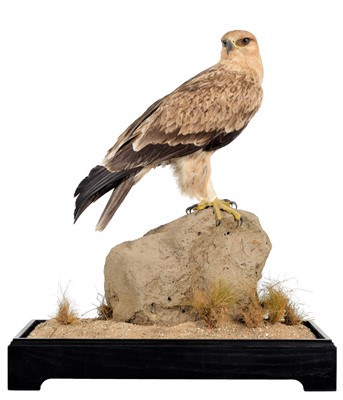 Lot 263 - Taxidermy: A Cased Tawny Eagle (Aquila rapax),...