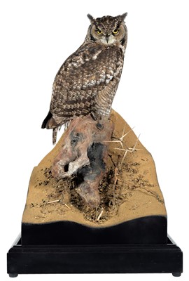 Lot 262 - Taxidermy: A Cased African Spotted Eagle Owl...