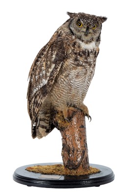 Lot 135 - Taxidermy: African Spotted Eagle Owl (Bubo...